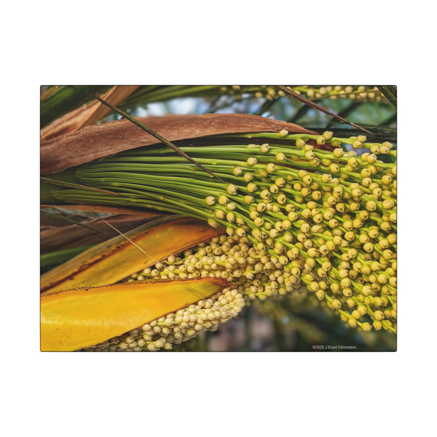 Swamis Vibe Encinitas California JSE Photograph #151. Palm Flowers Vibrant Botanical Canvas Print | Wall Decor, Nature Art, Home Aesthetic, Gift for Plant Lovers, Modern Interior Design