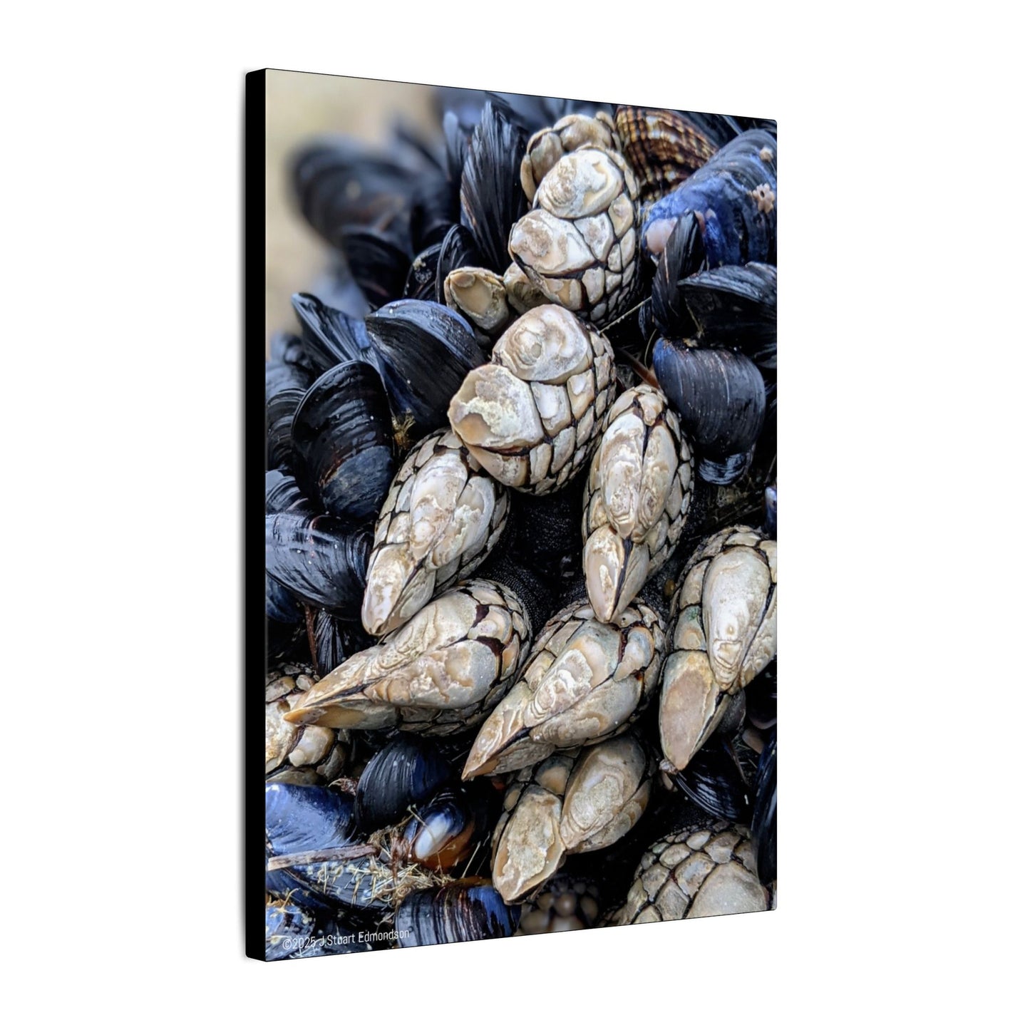 Swamis Vibe Encinitas California JSE Photograph #145 Swamis Reef Barnacles Coastal Themed Canvas Art, Beach Wall Decor, Nautical Home Decor, Ocean-Inspired Artwork, Gifts for Beach Lovers, Coastal Living