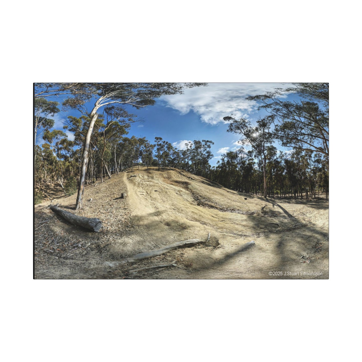 Carlsbad Eucalyptus Mono forest JSE Photograph #524 Hosp Woods Trails Carlsbad California Nature-Inspired Canvas Art