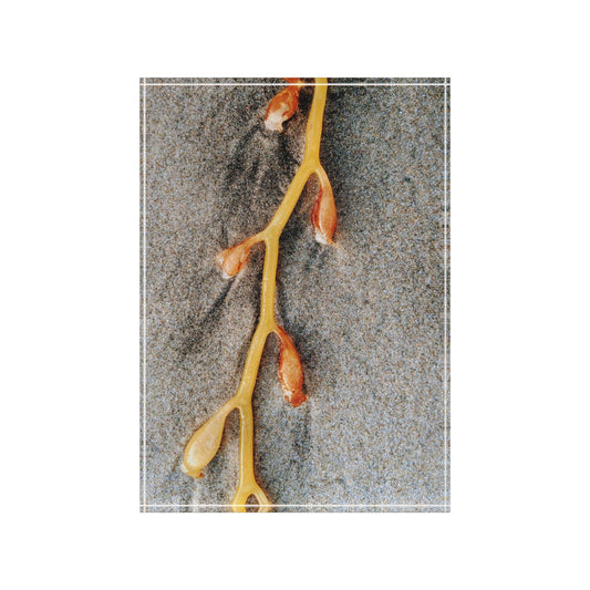 Swamis Vibe Surf and Sunsets 3D Photo Blocks - Kelp On The Beach #128 Nature-Inspired Photo Block, Decorative Home Decor, Modern Wall Art, Unique Gift, Nature Lovers, Rustic Aesthetic