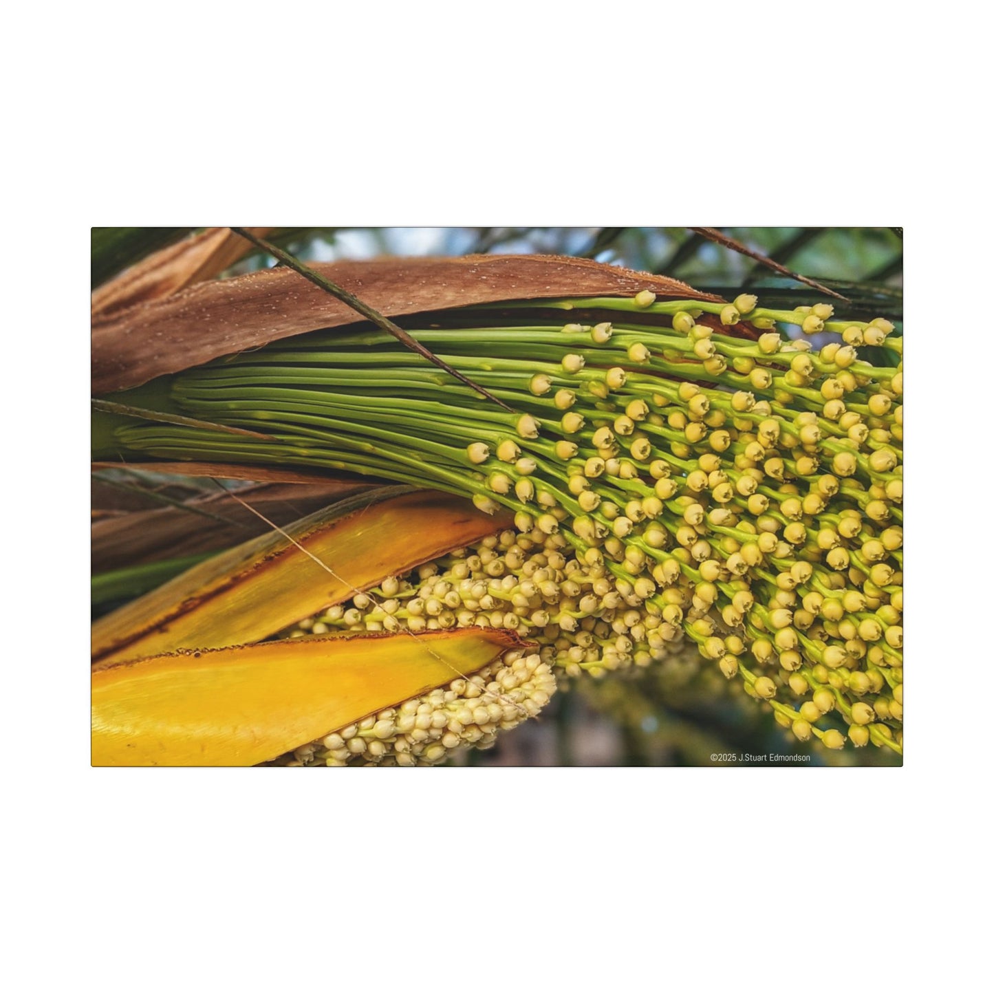 Swamis Vibe Encinitas California JSE Photograph #151. Palm Flowers Vibrant Botanical Canvas Print | Wall Decor, Nature Art, Home Aesthetic, Gift for Plant Lovers, Modern Interior Design