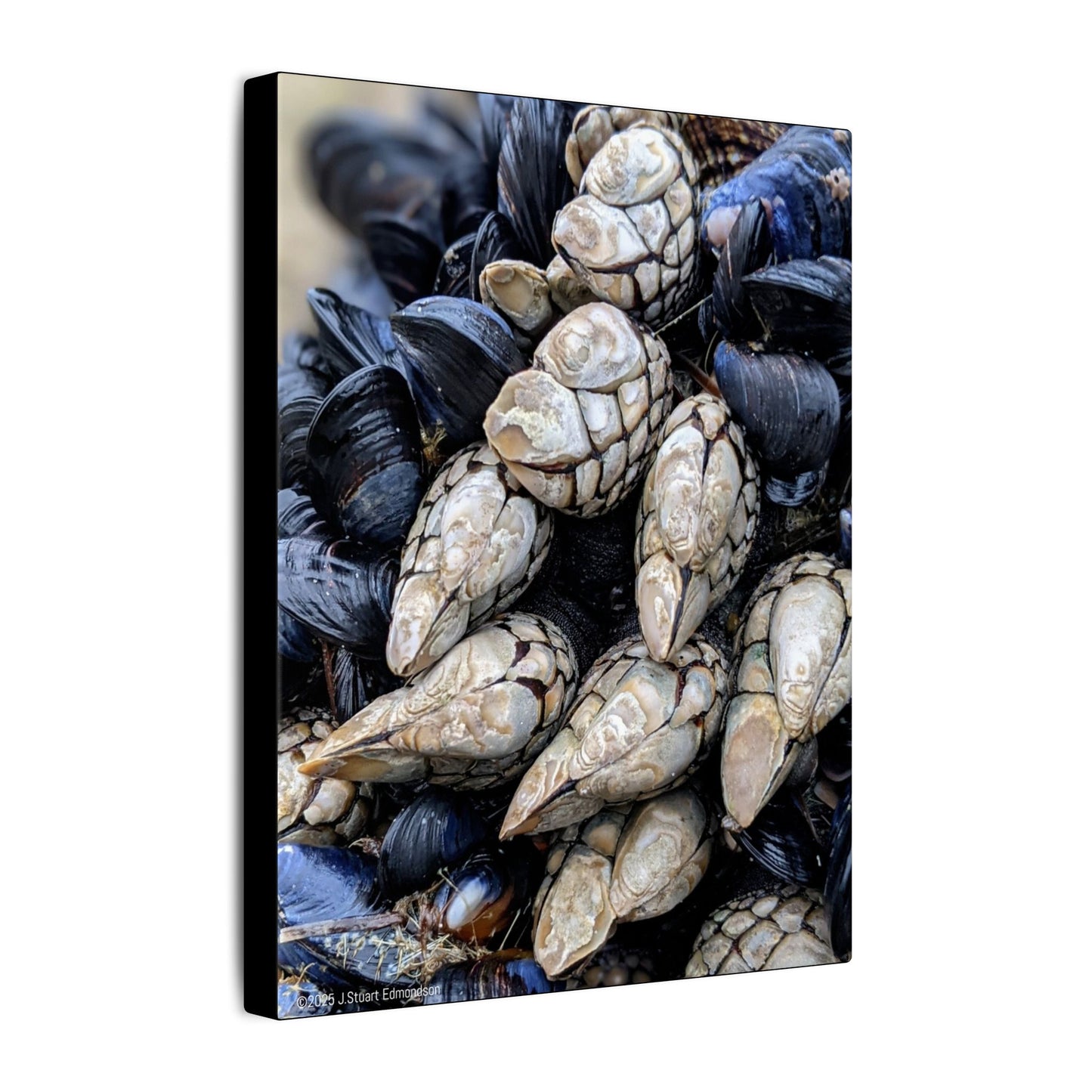Swamis Vibe Encinitas California JSE Photograph #145 Swamis Reef Barnacles Coastal Themed Canvas Art, Beach Wall Decor, Nautical Home Decor, Ocean-Inspired Artwork, Gifts for Beach Lovers, Coastal Living