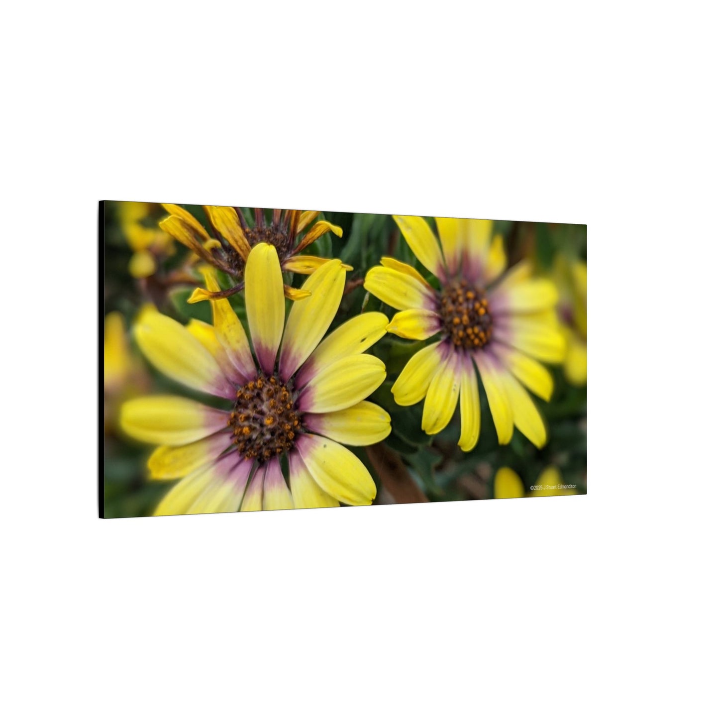 Swamis Vibe Encinitas California JSE Photograph #207 African Daisies at Swamis Floral Wall Art Print, Home Decor, Nature Artwork, Bright Flower Canvas, Gift for Garden Lovers, Spring Decoration