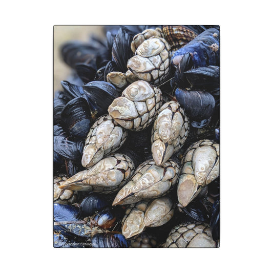 Swamis Vibe Encinitas California JSE Photograph #145 Swamis Reef Barnacles Coastal Themed Canvas Art, Beach Wall Decor, Nautical Home Decor, Ocean-Inspired Artwork, Gifts for Beach Lovers, Coastal Living