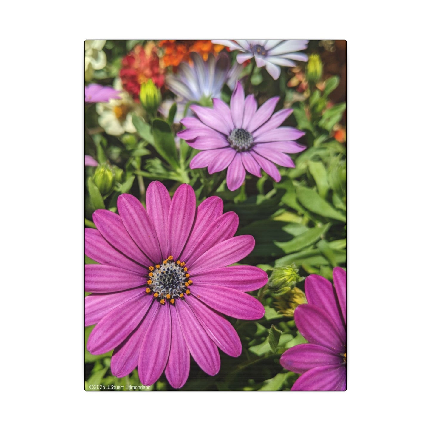 Swamis Vibe Encinitas California JSE Photograph #1127 Lavender African Daisies Encinitas California Floral Canvas Print for Home or Office
