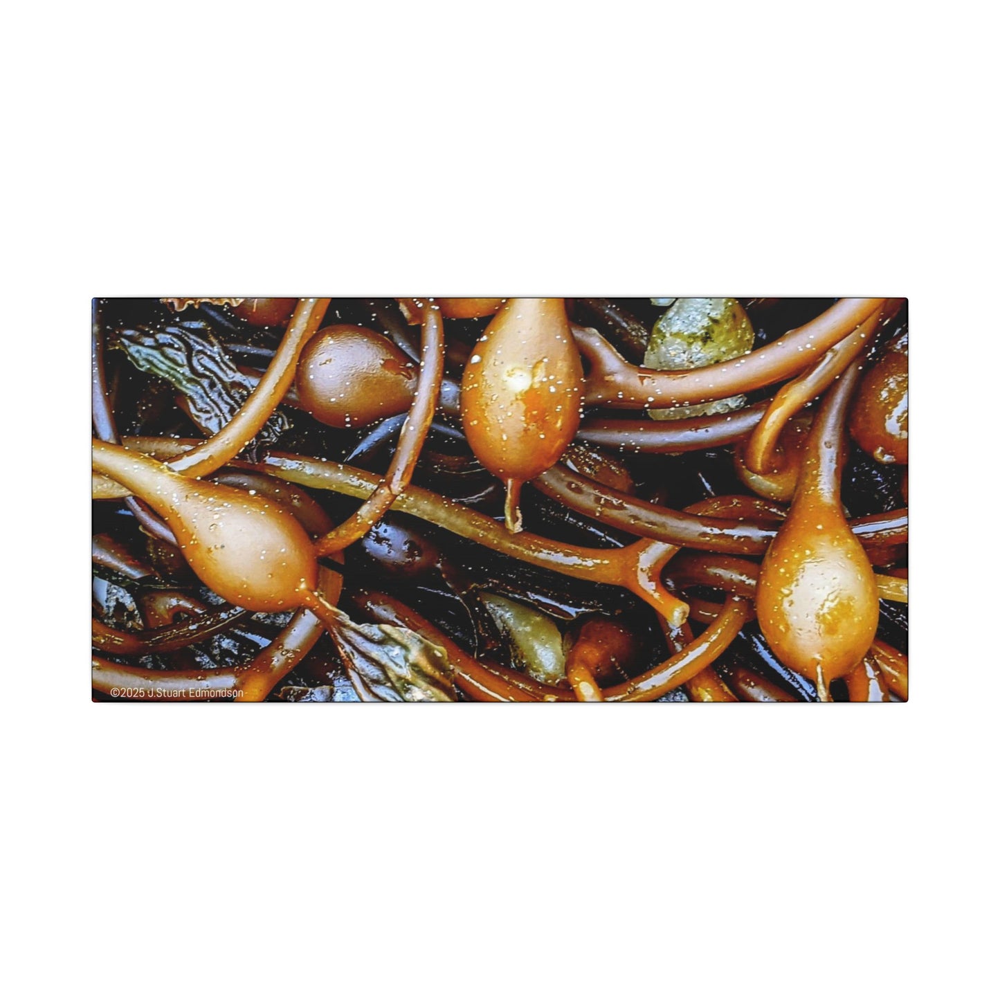 Swamis Vibe Encinitas California JSE Photograph #1244 Sea Kelp Nature Inspired Stretched Canvas Print, Ocean Decor, Wall Art for Beach Lovers, Coastal Home Decor, Unique Gift Idea
