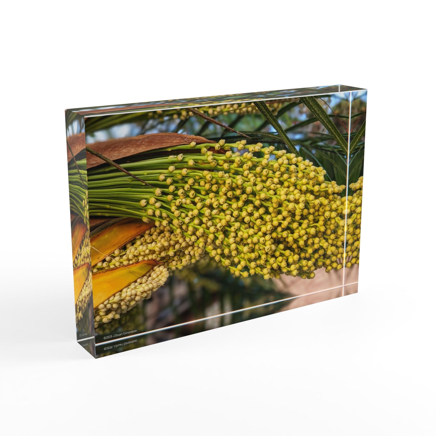 Swamis Vibe Surf and Sunsets 3D Photo Blocks - Palm Tree Flowers Floral Photo Block Display, Home Decor, Gift for Her, Nature Inspired Decoration