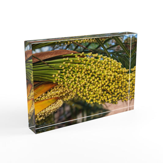 Swamis Vibe Surf and Sunsets 3D Photo Blocks - Palm Tree Flowers Floral Photo Block Display, Home Decor, Gift for Her, Nature Inspired Decoration