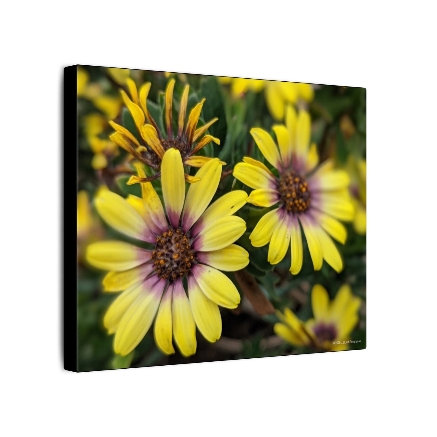 Swamis Vibe Encinitas California JSE Photograph #207 African Daisies at Swamis Floral Wall Art Print, Home Decor, Nature Artwork, Bright Flower Canvas, Gift for Garden Lovers, Spring Decoration
