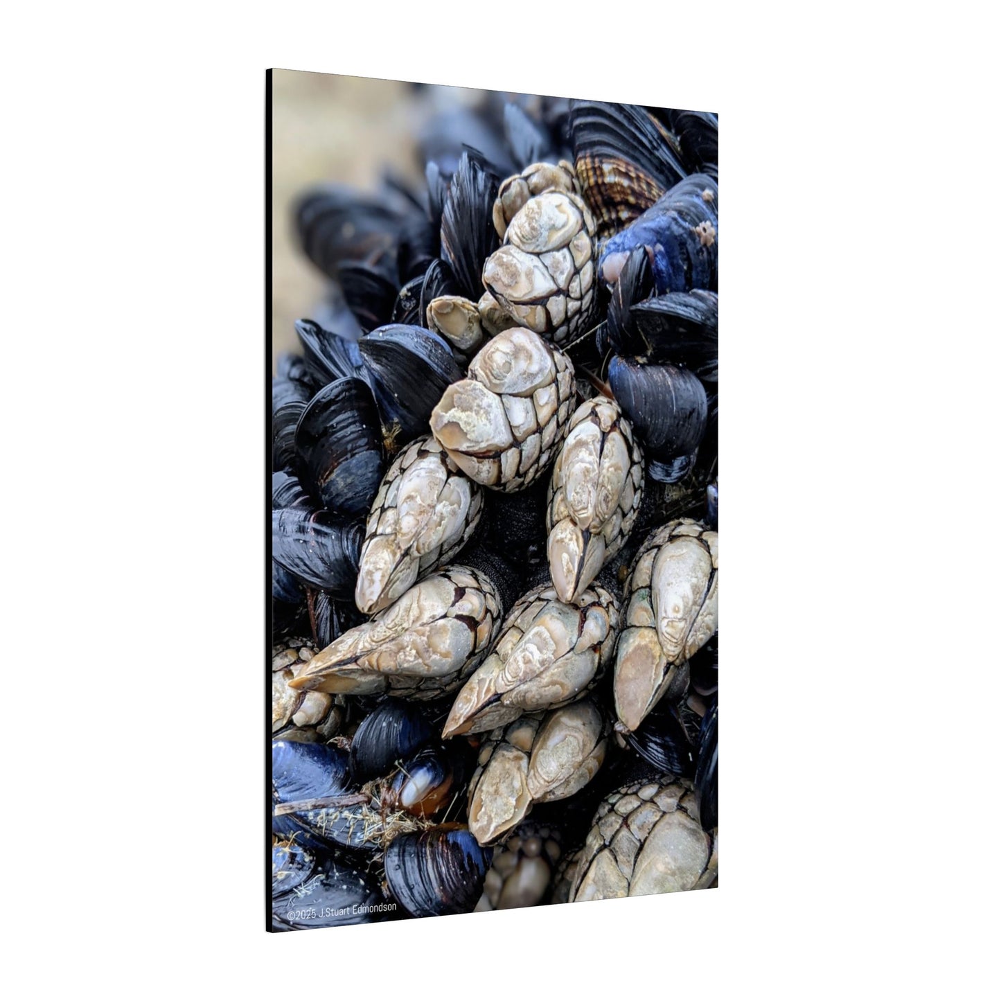 Swamis Vibe Encinitas California JSE Photograph #145 Swamis Reef Barnacles Coastal Themed Canvas Art, Beach Wall Decor, Nautical Home Decor, Ocean-Inspired Artwork, Gifts for Beach Lovers, Coastal Living