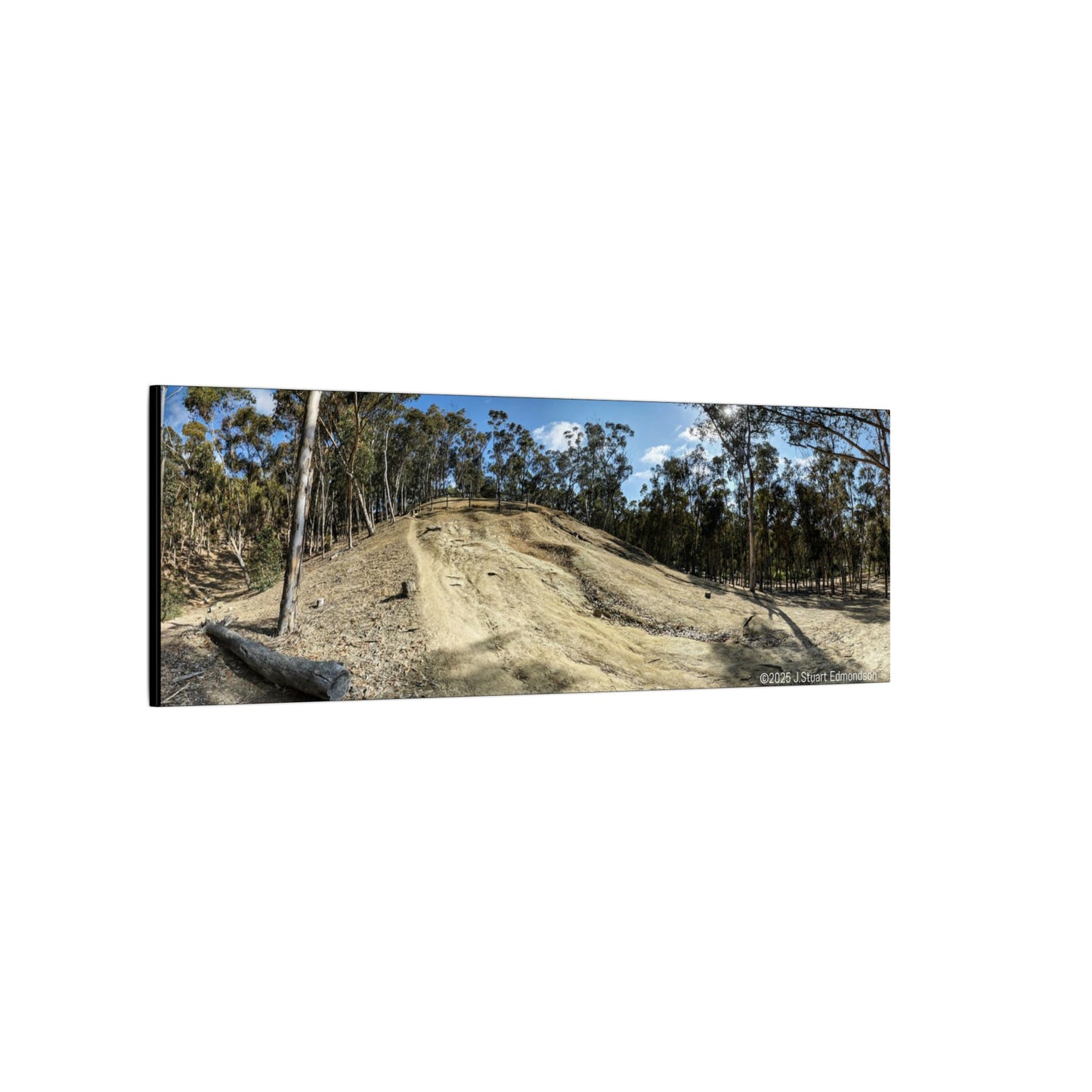 Carlsbad Eucalyptus Mono forest JSE Photograph #524 Hosp Woods Trails Carlsbad California Nature-Inspired Canvas Art