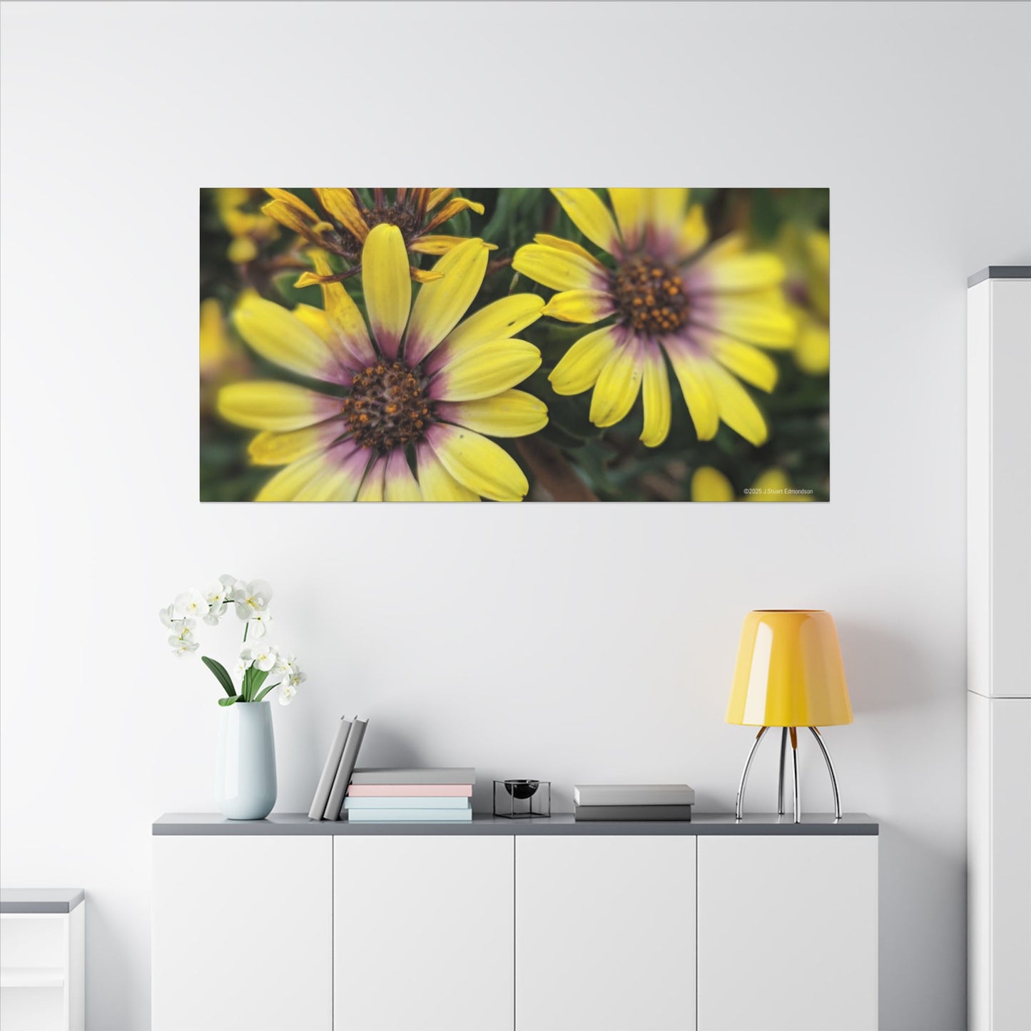 Swamis Vibe Encinitas California JSE Photograph #207 African Daisies at Swamis Floral Wall Art Print, Home Decor, Nature Artwork, Bright Flower Canvas, Gift for Garden Lovers, Spring Decoration