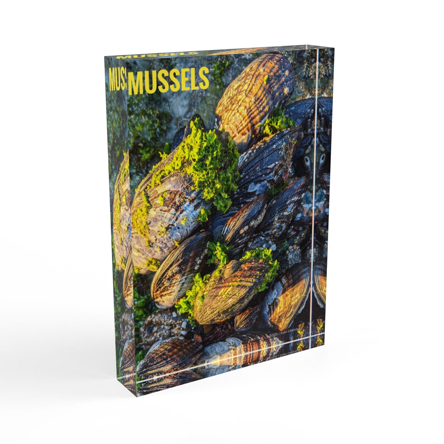 Swamis Vibe Surf and Sunsets Photo Series MUSSELS #1. Solid Acrylic Photo Block