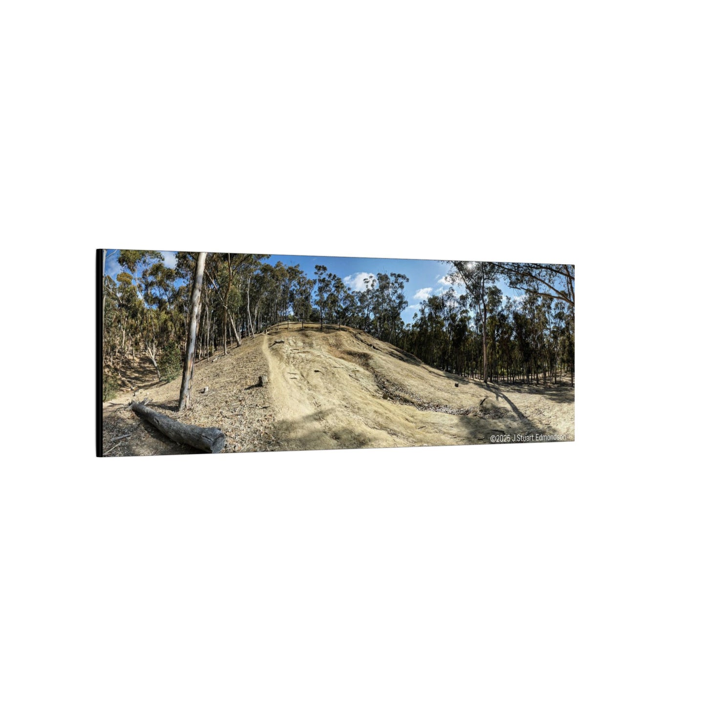 Carlsbad Eucalyptus Mono forest JSE Photograph #524 Hosp Woods Trails Carlsbad California Nature-Inspired Canvas Art