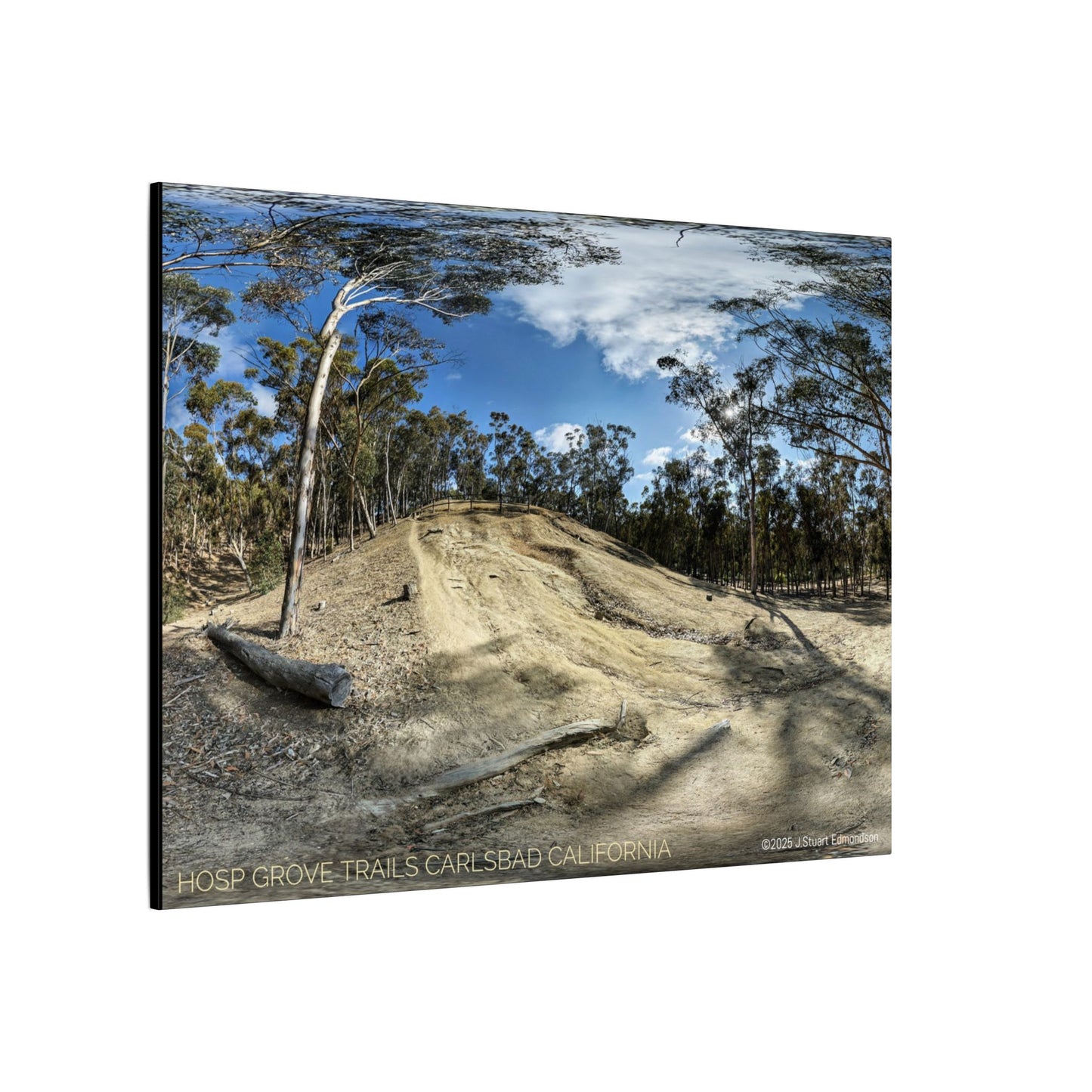 Carlsbad Eucalyptus Mono forest JSE Photograph #524 Hosp Woods Trails Carlsbad California Nature-Inspired Canvas Art