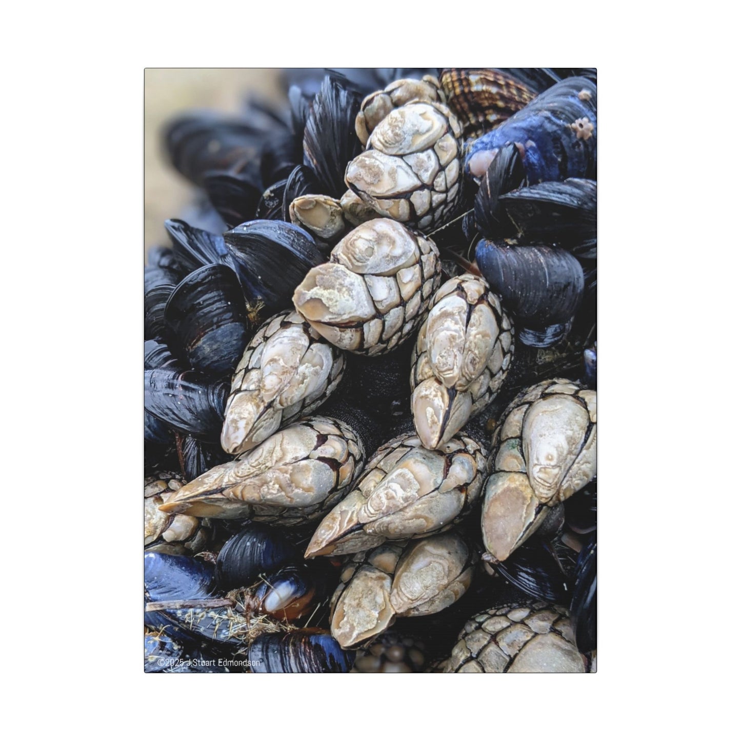 Swamis Vibe Encinitas California JSE Photograph #145 Swamis Reef Barnacles Coastal Themed Canvas Art, Beach Wall Decor, Nautical Home Decor, Ocean-Inspired Artwork, Gifts for Beach Lovers, Coastal Living