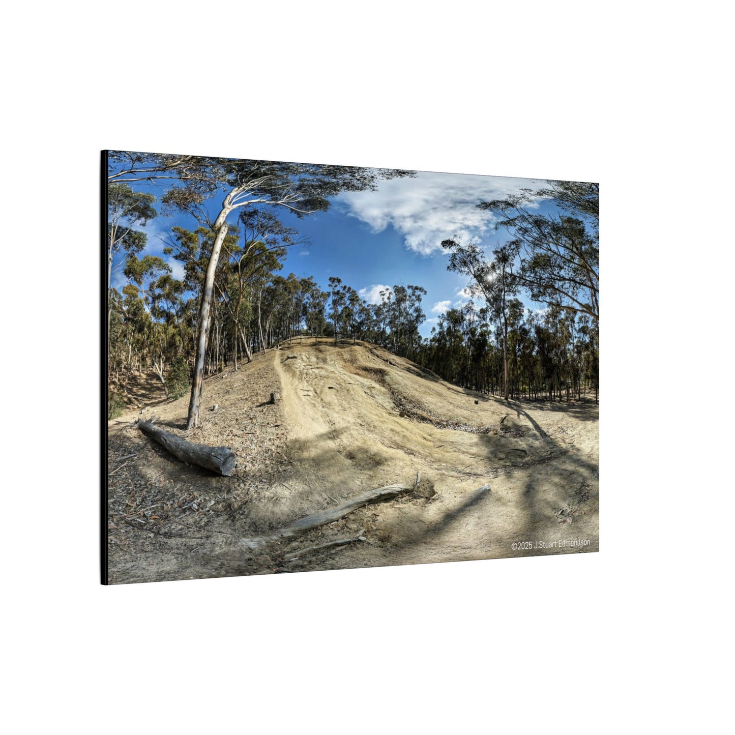 Carlsbad Eucalyptus Mono forest JSE Photograph #524 Hosp Woods Trails Carlsbad California Nature-Inspired Canvas Art