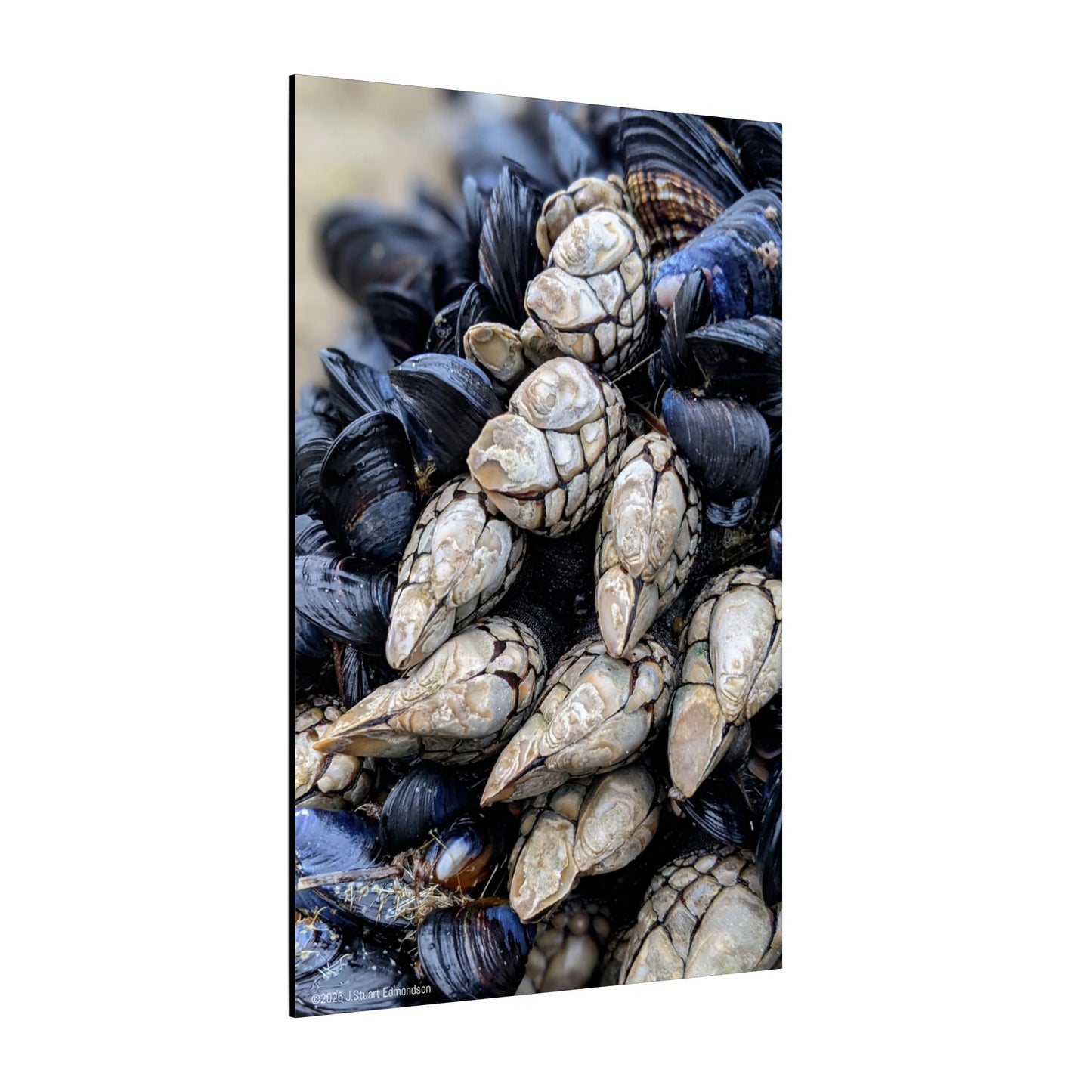 Swamis Vibe Encinitas California JSE Photograph #145 Swamis Reef Barnacles Coastal Themed Canvas Art, Beach Wall Decor, Nautical Home Decor, Ocean-Inspired Artwork, Gifts for Beach Lovers, Coastal Living