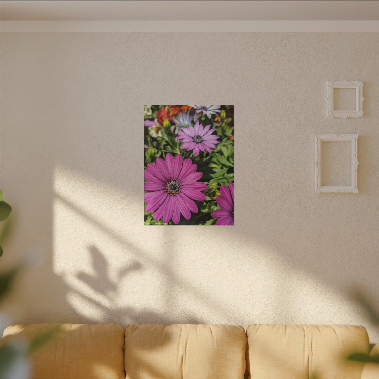 Swamis Vibe Encinitas California JSE Photograph #1127 Lavender African Daisies Encinitas California Floral Canvas Print for Home or Office