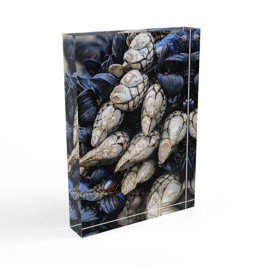 Swamis Vibe Surf and Sunsets Swamis Barnacles #2. Nature-Inspired Photo Block, Rustic Home Decor, Coastal Wall Art, Gift for Ocean Lovers, Unique Photo Display