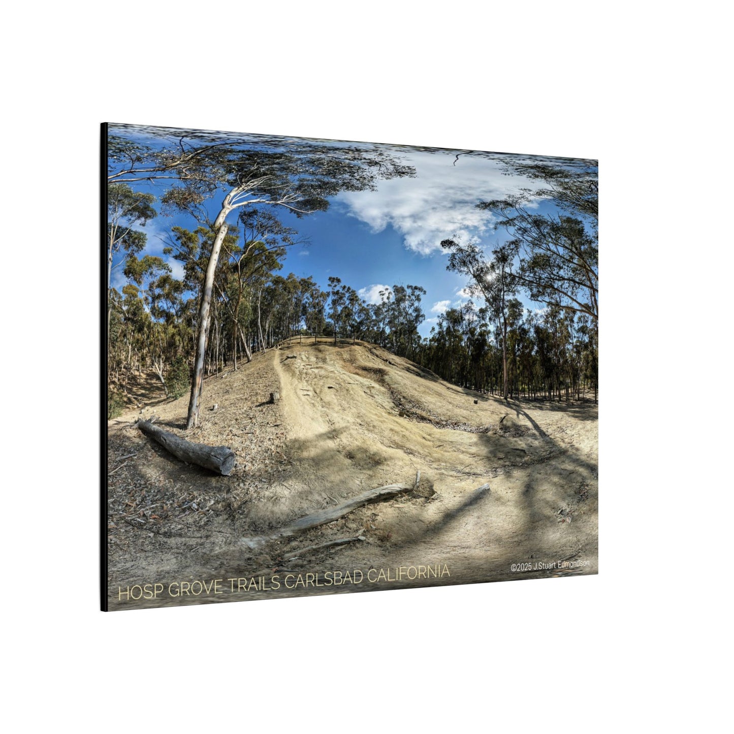 Carlsbad Eucalyptus Mono forest JSE Photograph #524 Hosp Woods Trails Carlsbad California Nature-Inspired Canvas Art
