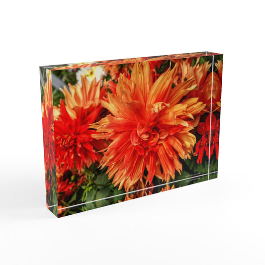 Swamis Vibe Surf and Sunsets Gallery Presents Colorful Flowers DAHLIA 3D Photo Block, Vibrant Floral, Home Decor, Wall Art, Gift for Flower Lovers, Home, Office Decor