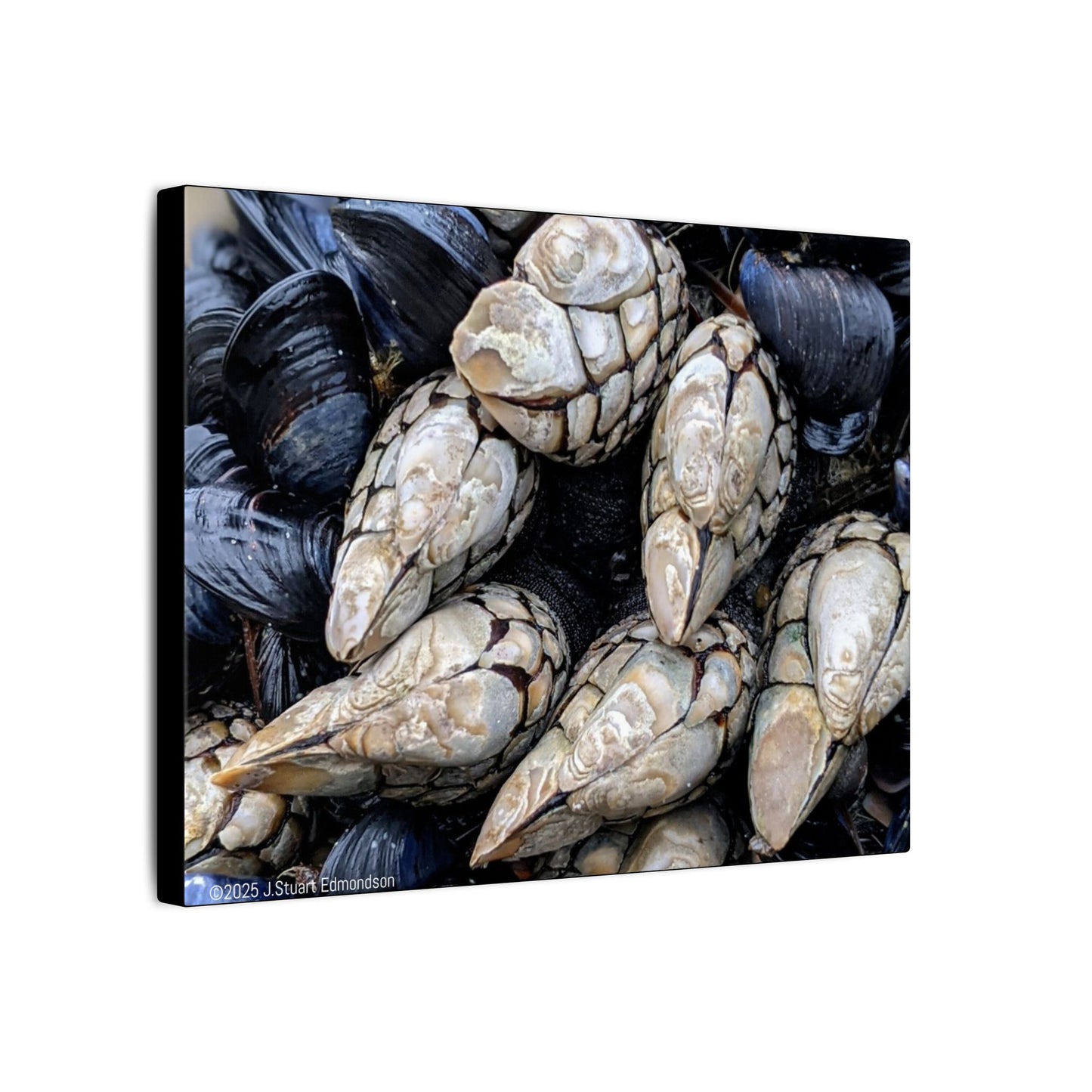 Swamis Vibe Encinitas California JSE Photograph #145 Swamis Reef Barnacles Coastal Themed Canvas Art, Beach Wall Decor, Nautical Home Decor, Ocean-Inspired Artwork, Gifts for Beach Lovers, Coastal Living