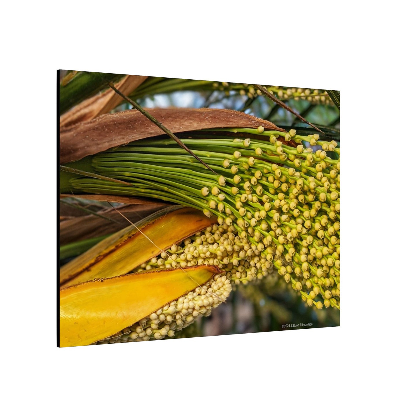 Swamis Vibe Encinitas California JSE Photograph #151. Palm Flowers Vibrant Botanical Canvas Print | Wall Decor, Nature Art, Home Aesthetic, Gift for Plant Lovers, Modern Interior Design