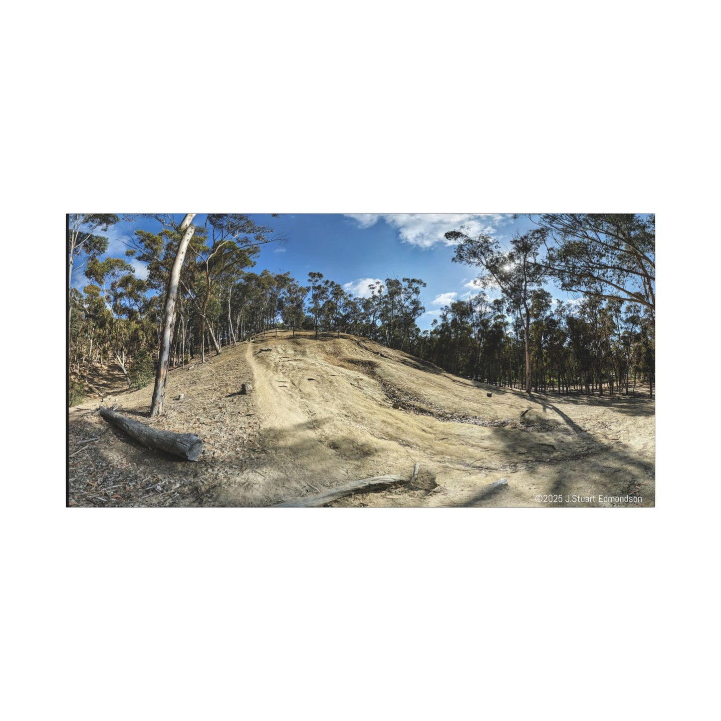 Carlsbad Eucalyptus Mono forest JSE Photograph #524 Hosp Woods Trails Carlsbad California Nature-Inspired Canvas Art