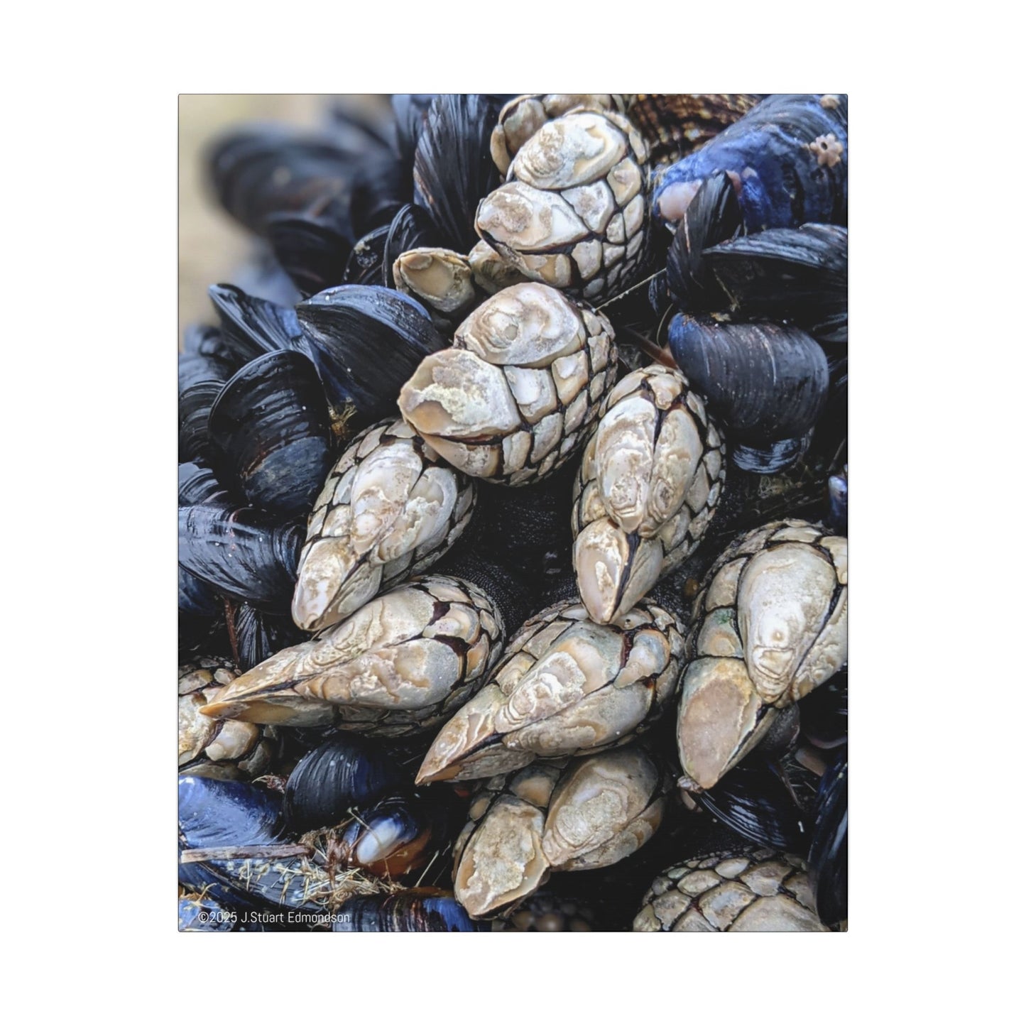 Swamis Vibe Encinitas California JSE Photograph #145 Swamis Reef Barnacles Coastal Themed Canvas Art, Beach Wall Decor, Nautical Home Decor, Ocean-Inspired Artwork, Gifts for Beach Lovers, Coastal Living