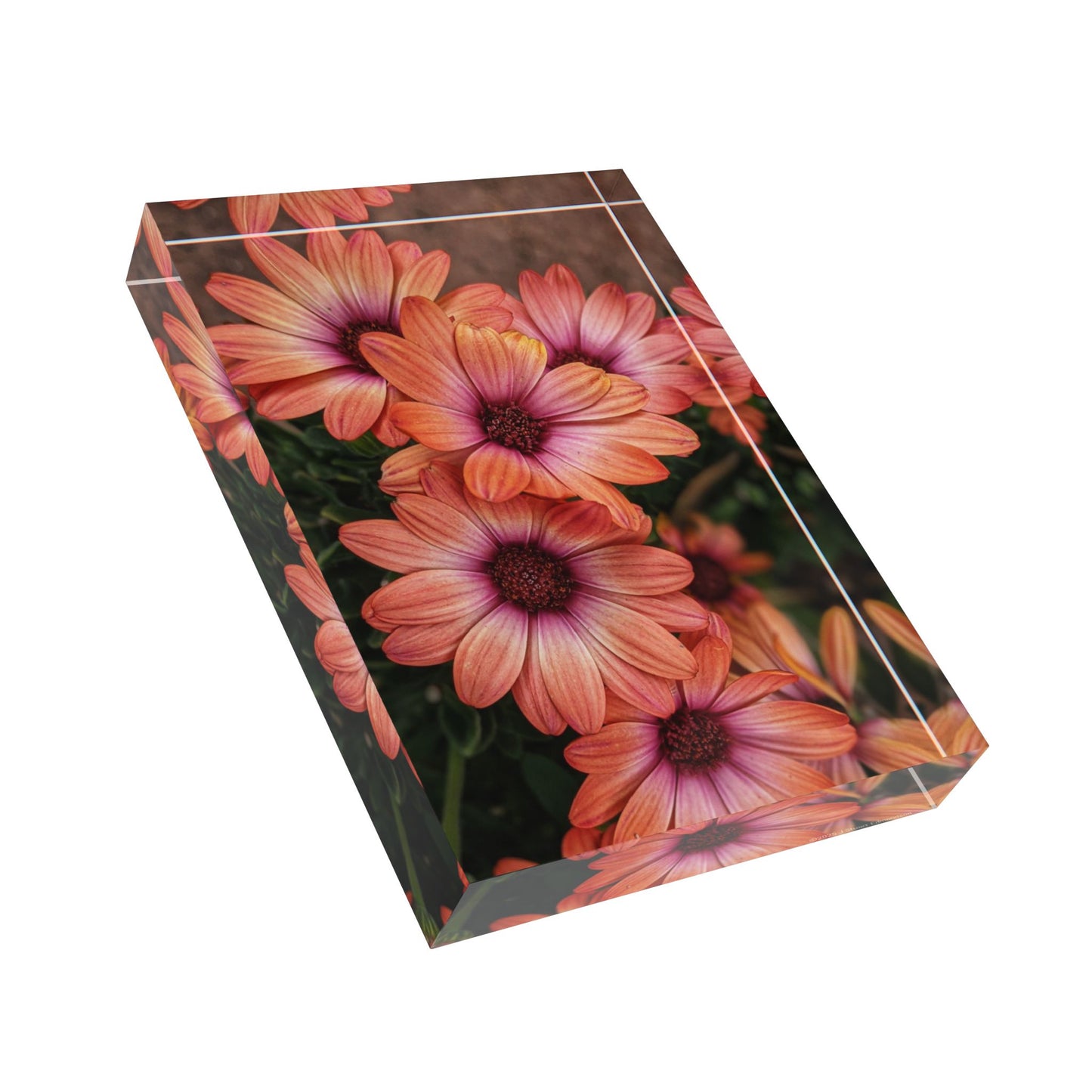 Swamis Vibe Surf and Sunsets Photo Gallery African Daisies Photo Block #142. Floral Photo Block, Decorative Home Office Accent, Personalized Gift, Nature Decor,