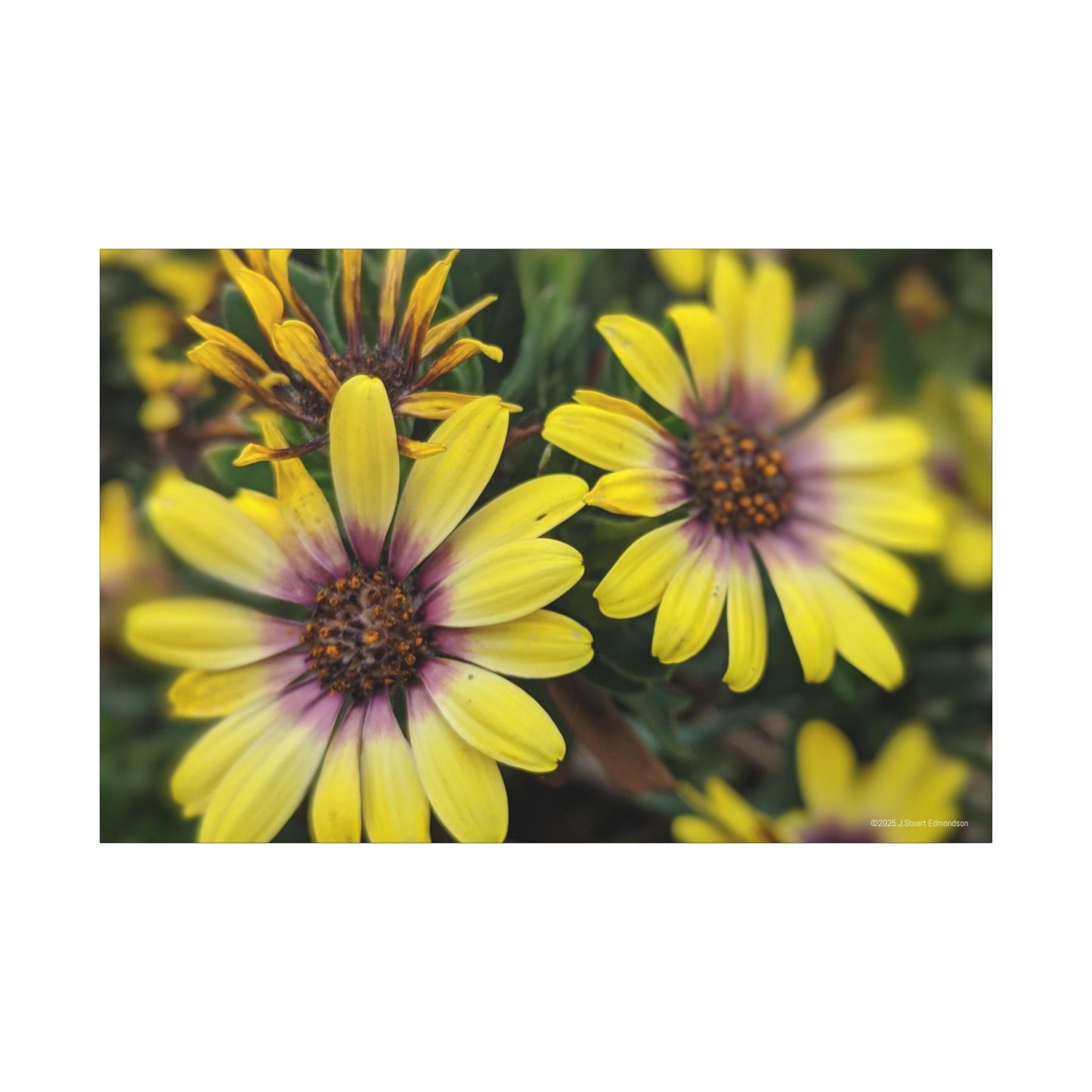 Swamis Vibe Encinitas California JSE Photograph #207 African Daisies at Swamis Floral Wall Art Print, Home Decor, Nature Artwork, Bright Flower Canvas, Gift for Garden Lovers, Spring Decoration