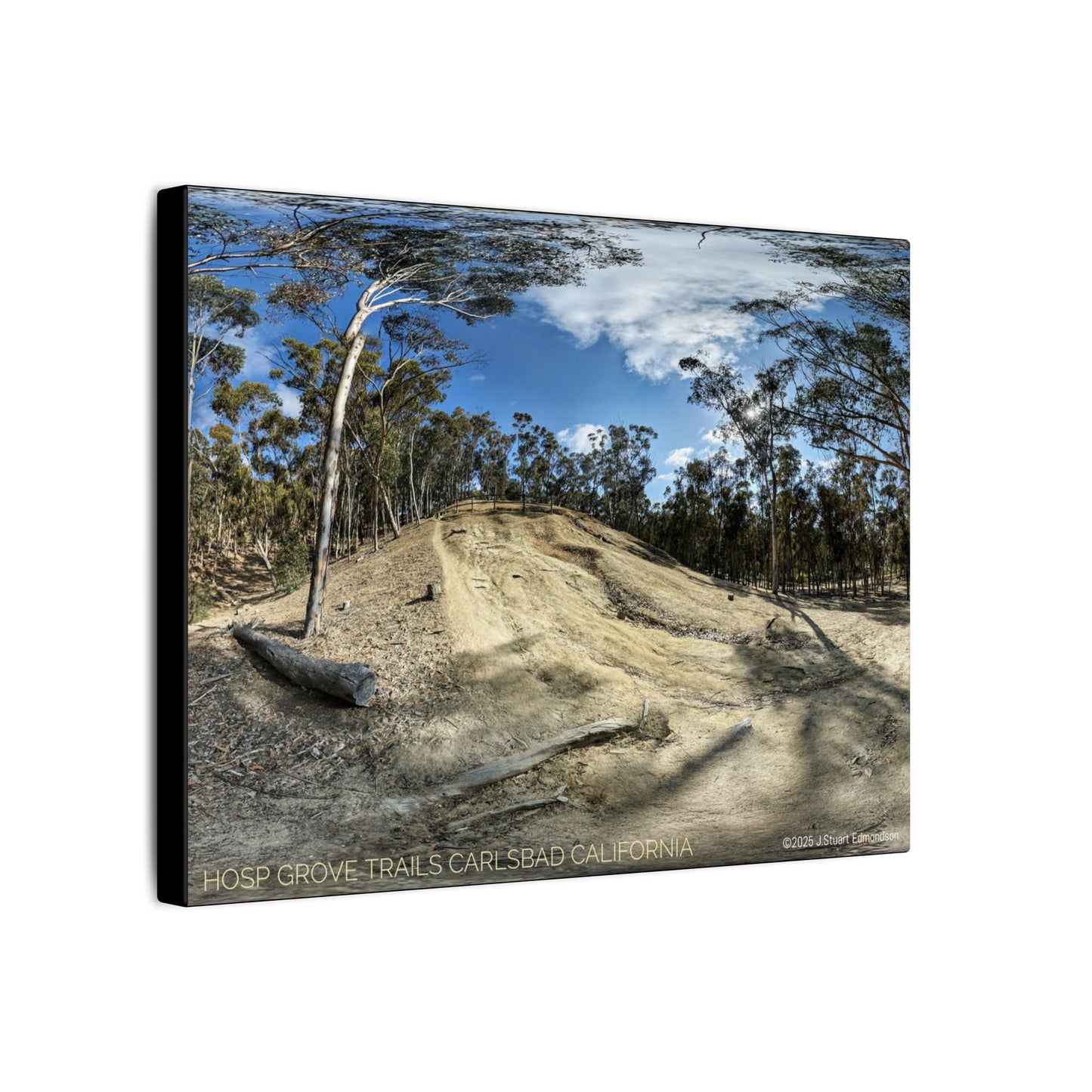 Carlsbad Eucalyptus Mono forest JSE Photograph #524 Hosp Woods Trails Carlsbad California Nature-Inspired Canvas Art