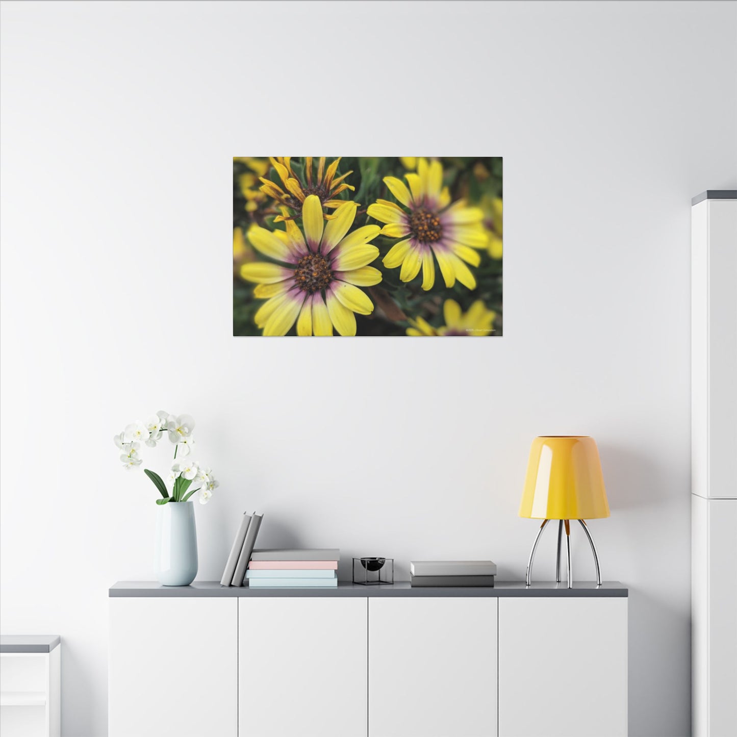 Swamis Vibe Encinitas California JSE Photograph #207 African Daisies at Swamis Floral Wall Art Print, Home Decor, Nature Artwork, Bright Flower Canvas, Gift for Garden Lovers, Spring Decoration