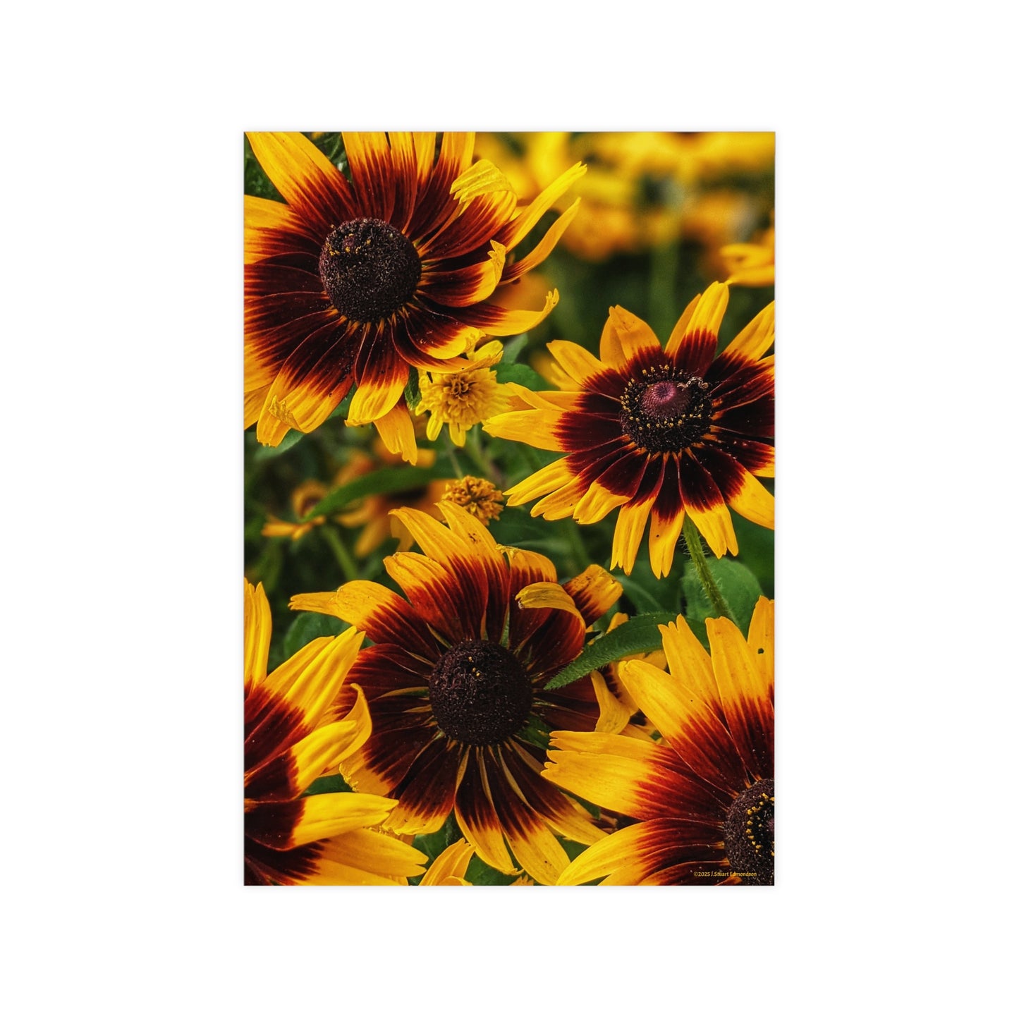 Swamis Vibe Encinitas California JSE Photograph #1246 African Daisies Vibrant Floral Unframed Art Prints, Flower Portraits, Home Décor, Wall Art, Gift Idea for Plant Lovers, Nature Decor, Botanical Posters