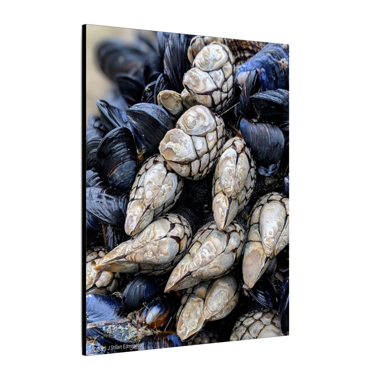 Swamis Vibe Encinitas California JSE Photograph #145 Swamis Reef Barnacles Coastal Themed Canvas Art, Beach Wall Decor, Nautical Home Decor, Ocean-Inspired Artwork, Gifts for Beach Lovers, Coastal Living