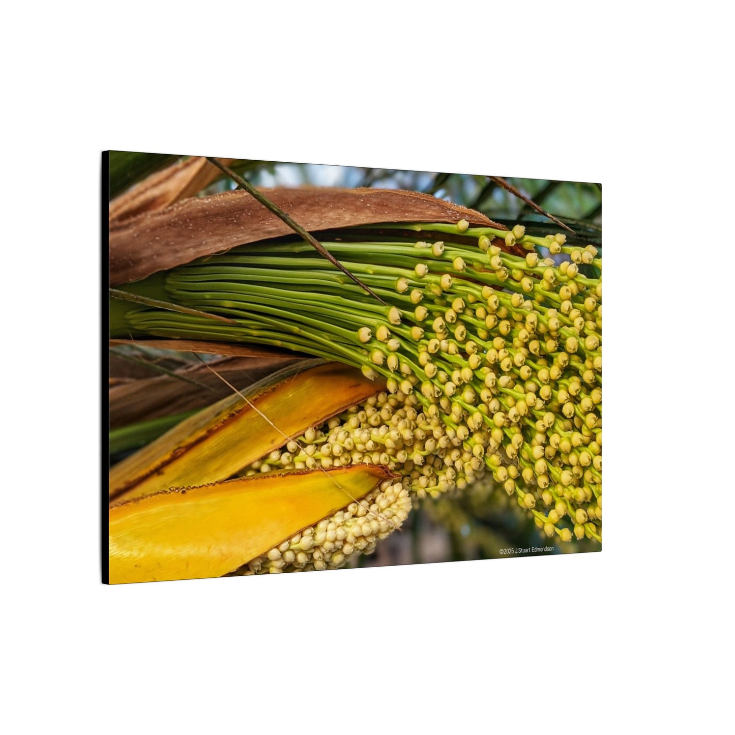Swamis Vibe Encinitas California JSE Photograph #151. Palm Flowers Vibrant Botanical Canvas Print | Wall Decor, Nature Art, Home Aesthetic, Gift for Plant Lovers, Modern Interior Design