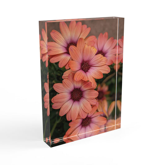 Swamis Vibe African Daisy Floral Photo Block, Home Decor, Personalized Gift, Wall Art, Flower Decoration, Spring Gift, Memory Keepsake
