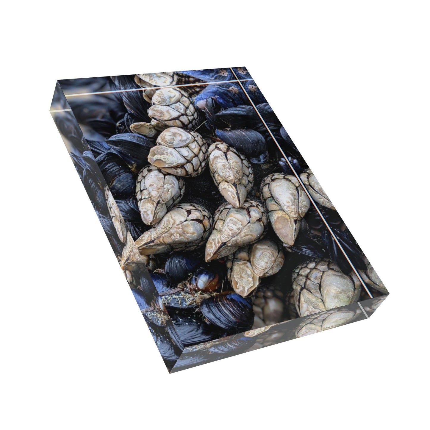 Swamis Vibe Surf and Sunsets Swamis Barnacles #2. Nature-Inspired Photo Block, Rustic Home Decor, Coastal Wall Art, Gift for Ocean Lovers, Unique Photo Display