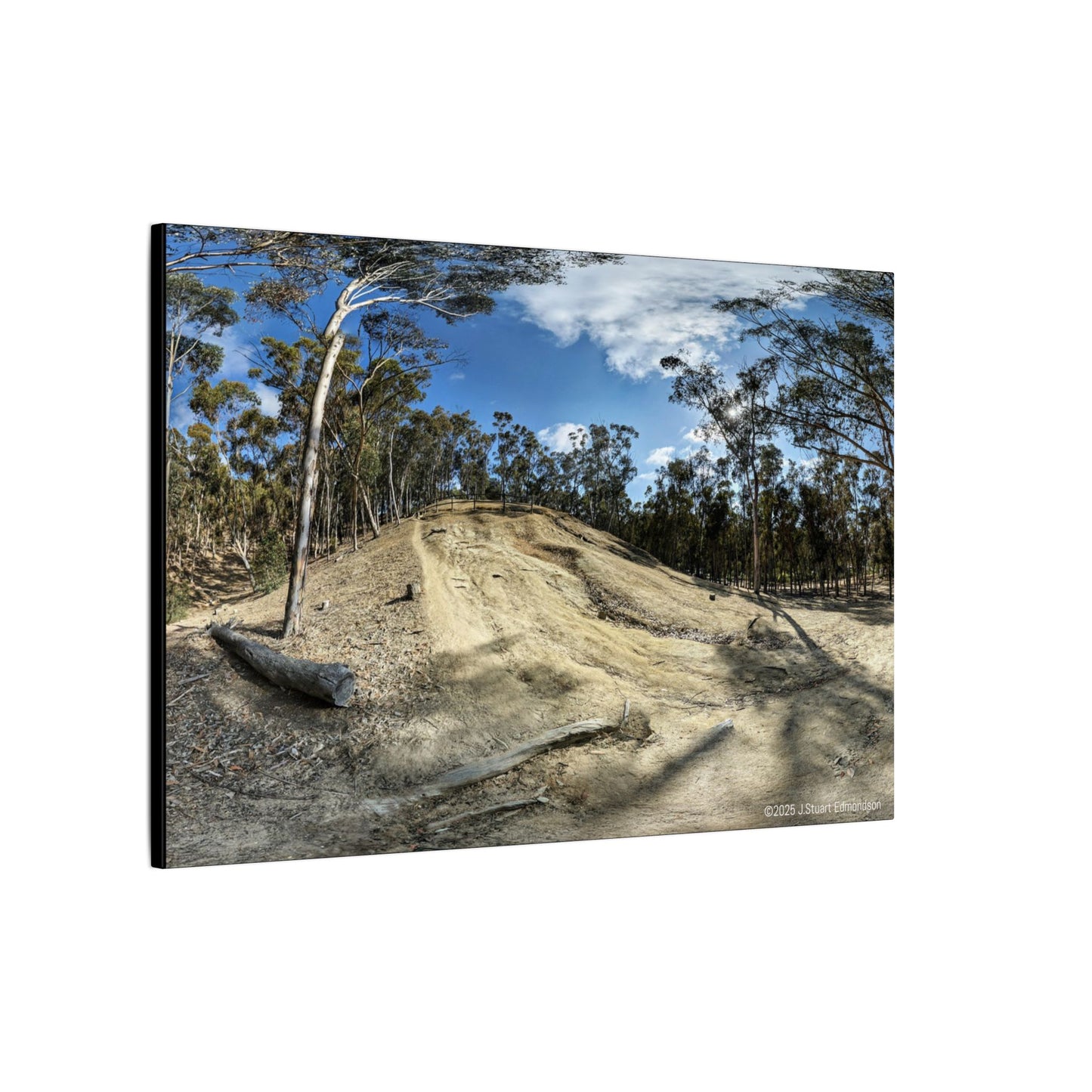 Carlsbad Eucalyptus Mono forest JSE Photograph #524 Hosp Woods Trails Carlsbad California Nature-Inspired Canvas Art