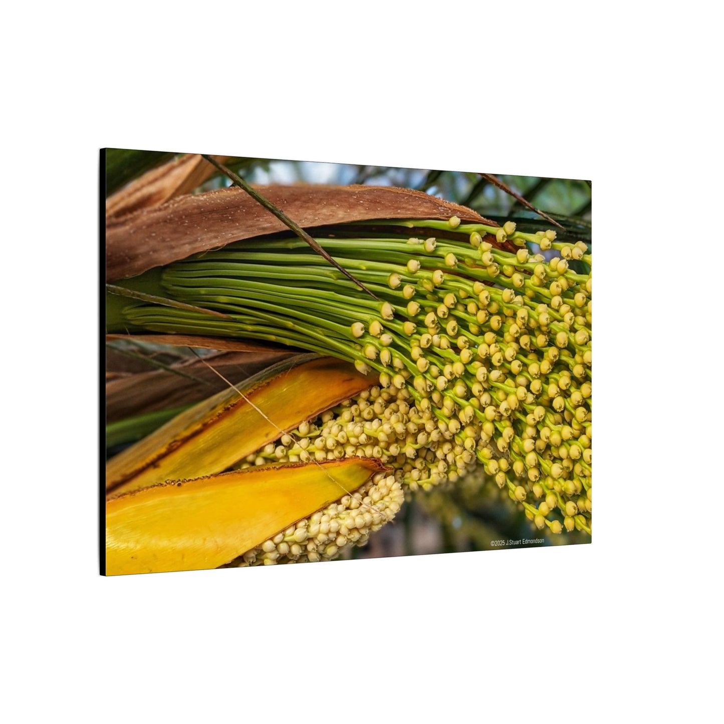 Swamis Vibe Encinitas California JSE Photograph #151. Palm Flowers Vibrant Botanical Canvas Print | Wall Decor, Nature Art, Home Aesthetic, Gift for Plant Lovers, Modern Interior Design