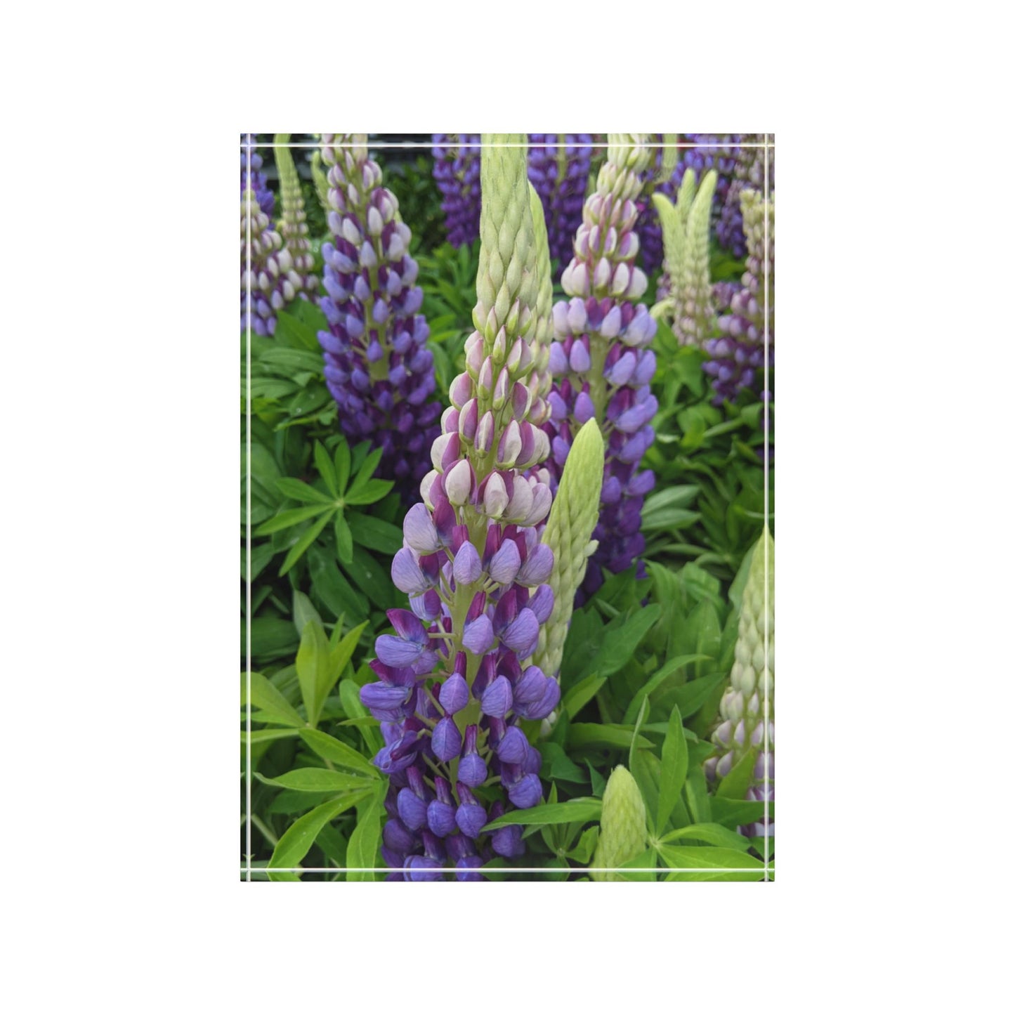 Swamis Vibe Surf and Sunsets 3D Photo Blocks #207 Freaky Purple Flowers Floral Photo Block Decor | Nature-Inspired Wall Art, Gift for Plant Lovers, Home Decoration, Mother's Day Gift,