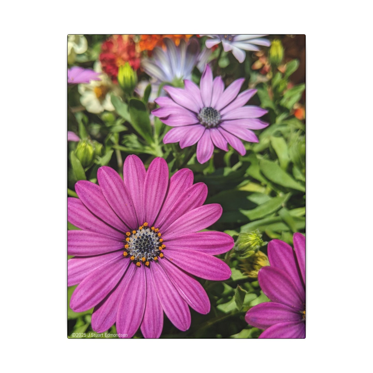 Swamis Vibe Encinitas California JSE Photograph #1127 Lavender African Daisies Encinitas California Floral Canvas Print for Home or Office
