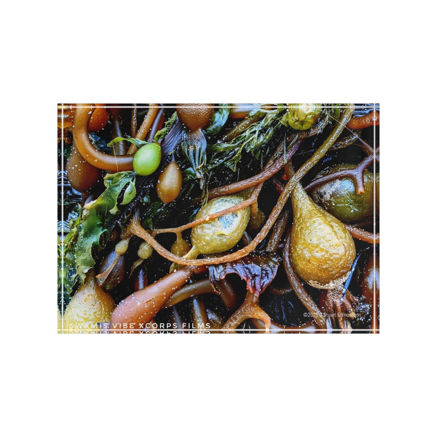 Swamis Vibe Surf and Sunsets Photo Series SEAWEEDS #1. Nature-Inspired Photo Block Decor, Perfect for Home, Office, Gifts, Wall Art, and Nature Lovers