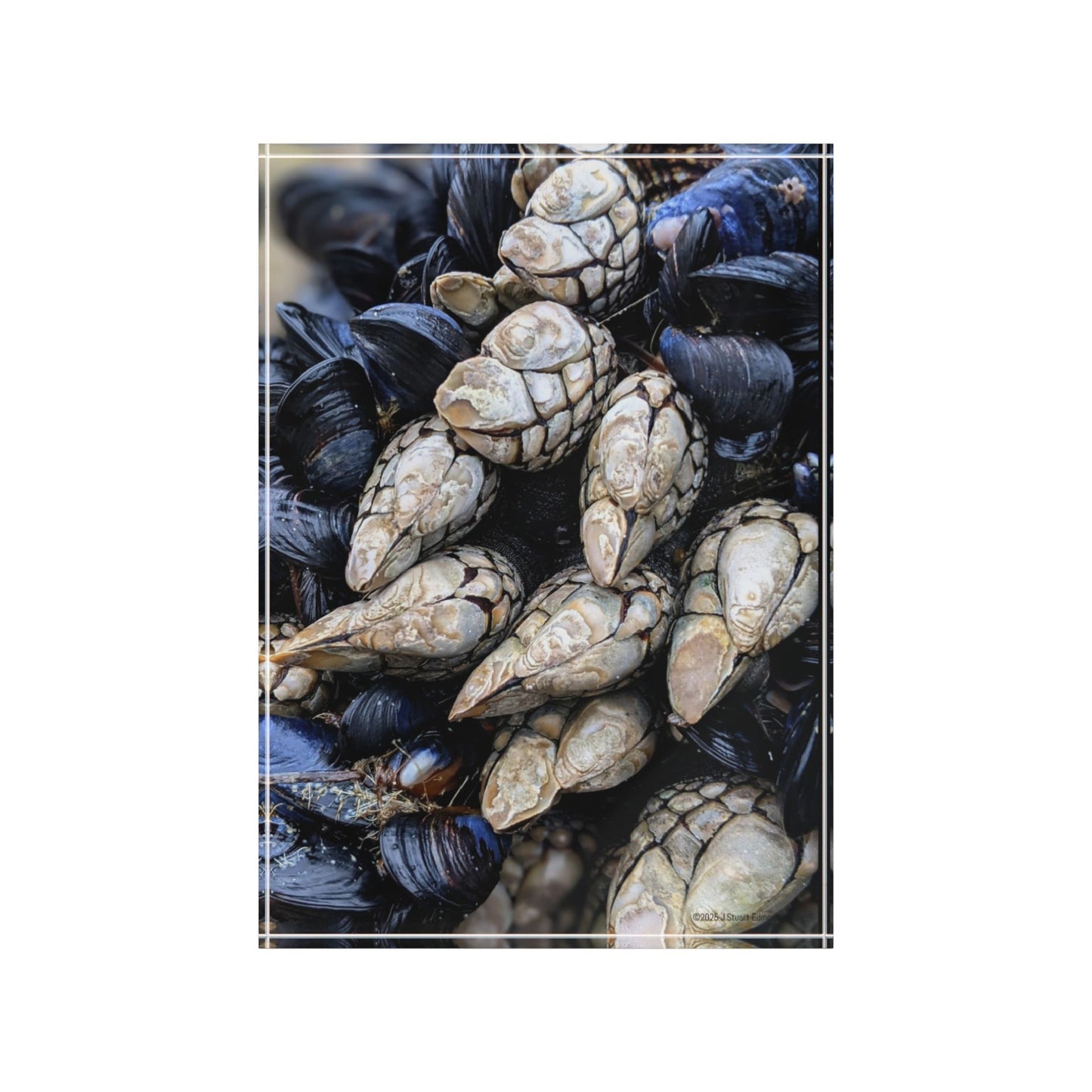 Swamis Vibe Surf and Sunsets Swamis Barnacles #2. Nature-Inspired Photo Block, Rustic Home Decor, Coastal Wall Art, Gift for Ocean Lovers, Unique Photo Display