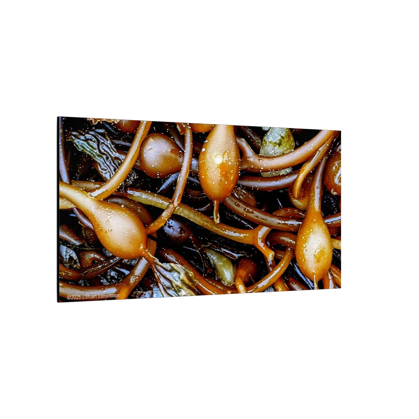 Swamis Vibe Encinitas California JSE Photograph #1244 Sea Kelp Nature Inspired Stretched Canvas Print, Ocean Decor, Wall Art for Beach Lovers, Coastal Home Decor, Unique Gift Idea