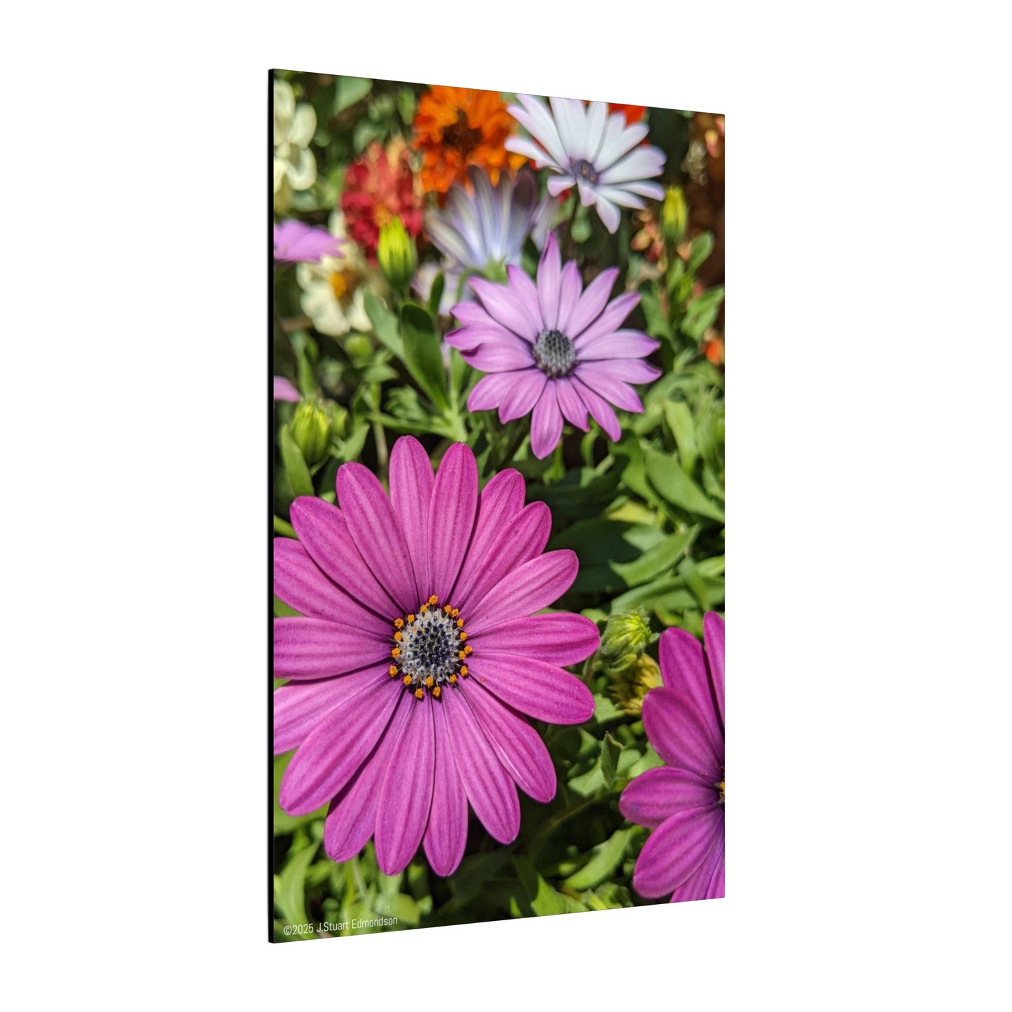 Swamis Vibe Encinitas California JSE Photograph #1127 Lavender African Daisies Encinitas California Floral Canvas Print for Home or Office