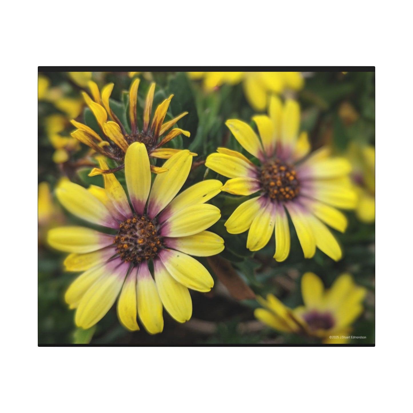 Swamis Vibe Encinitas California JSE Photograph #207 African Daisies at Swamis Floral Wall Art Print, Home Decor, Nature Artwork, Bright Flower Canvas, Gift for Garden Lovers, Spring Decoration