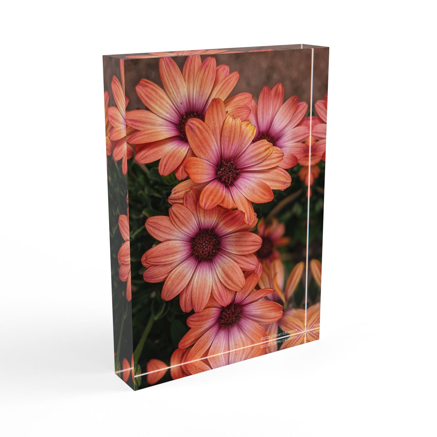 Swamis Vibe Surf and Sunsets Photo Gallery African Daisies Photo Block #142. Floral Photo Block, Decorative Home Office Accent, Personalized Gift, Nature Decor,