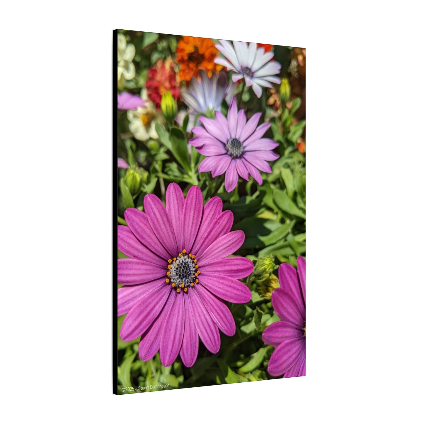 Swamis Vibe Encinitas California JSE Photograph #1127 Lavender African Daisies Encinitas California Floral Canvas Print for Home or Office